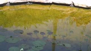 birds.wmv