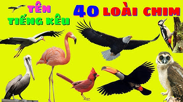 Dạy Bé Học Các Con Vật | Tên Và Tiếng Kêu 40 Loài Chim Xinh Đẹp | Con Gì Đây