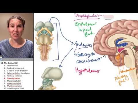 मस्तिष्क 6- डाइएनसेफेलॉन