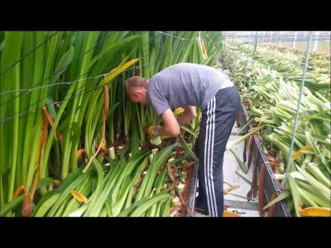 Video: Ovisnuté rastliny Amaryllis – Prečo listy na Amaryllis opadajú