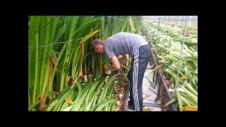 Cutting Amaryllis leaves