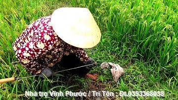 Miền tây hoang dã : Đi mốc cua đồng trên ruộng bậc thang Tà Pạ, Núi Tô, Tri Tôn, An Giang 02/11/2020