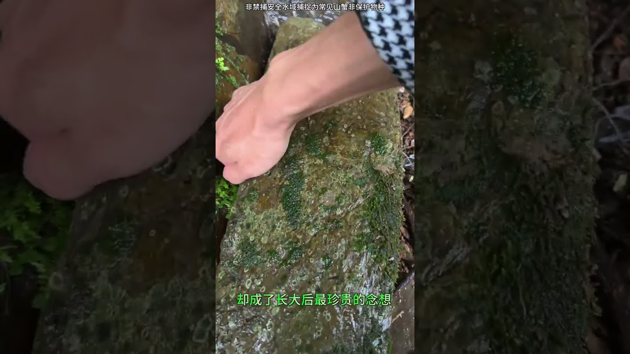 Relive the Joy of Summer: barefoot and flipping crabs in a mountain stream Childhood Summe