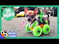 30 minutes of animals who love their hightech humans  dodo kids  animals for kids