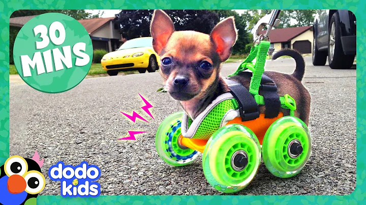 30 Minutes Of Animals Who Love Their High-Tech Humans | Dodo Kids | Animal Videos For Kids - DayDayNews