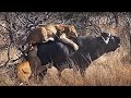 When Animals Messed With The Wrong Opponent !😱👀😨