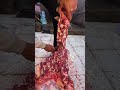 تسنين الضهريه بالكامل افضل استخراج السوسه علي بياض اقوي تطلع العفش بطريقه احترافيه
