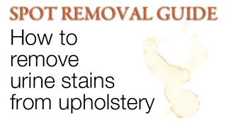 How to Clean Urine from Upholstery | Spot Removal Guide