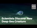 Scientists Discover New Deep-Sea Creature | NowThis