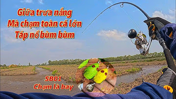 Câu lure cá lóc Tân Phước tiền Giang ngày nắng nóng, nhái hơi SB01 độ thêm chì rời, săn cá to