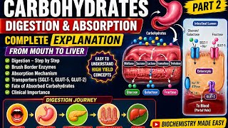 Carbohydrates Part 2 | Digestion & Absorption of Carbohydrates (Biochemistry Made Easy)