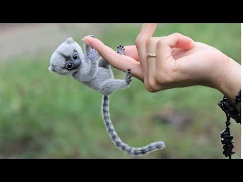 فيديو: كيف تلتقط صورًا جميلة لحيوانك الأليف؟
