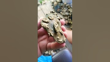 they LOVED fossils #nativeamerican #3dart #rockart #effigy #fossil #artifacts