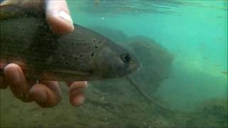 Fly Fishing Croatia Curak