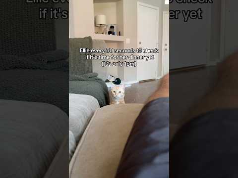This cat is so needy!