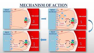 Detailed Pharmacological Overview of Drug \