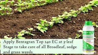 An Absolutely Weed Free Beans Farm with Bentagran 240 EC screenshot 4