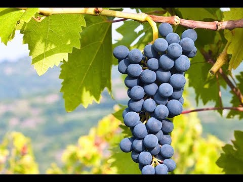 grape-juice-at-home-|-summer-drink-recipe-|-grape-juice-recipe