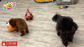 картинка: Every dog ​​wants to play with dad. Все хотят собаки играть с папой.