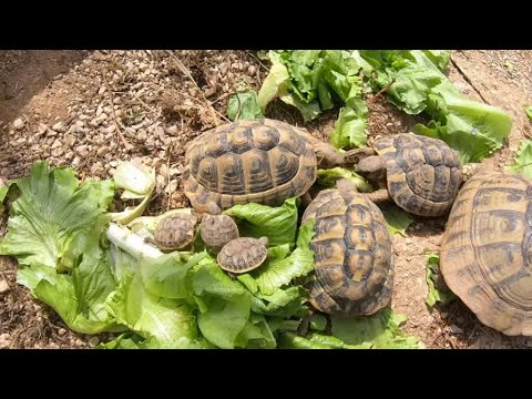 Descubrir corto Accesible I'm going to feed my land turtles and I find these baby turtles in the  terrarium !! 👶🐢 - YouTube