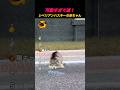 可愛すぎて滅‼️ シベリアンハスキーの赤ちゃん👶 #shorts #バズ動画