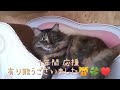 レオちゃんファンの方へ！レオちゃん昨日でポンハウスに来て１年経ちました ヘルプさんからのプレゼント