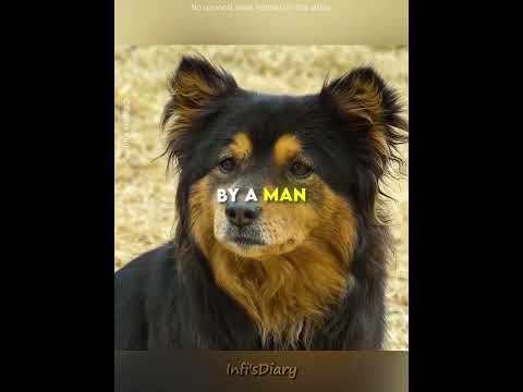 Why This Dog Was Afraid of Her Owner 🐶💔 #shorts