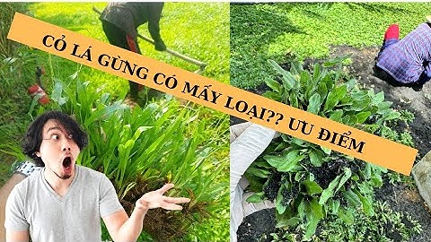 Ưu nhược điểm cỏ lá gừng thái và cỏ lá gừng thường #colagung