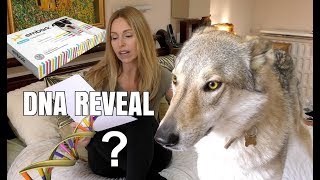 DOG DNA REVEAL  CZECHOSLOVAKIAN WOLFDOG  surprising result!