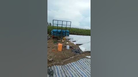 vườn ươm giống thuốc lá vàng tobacco