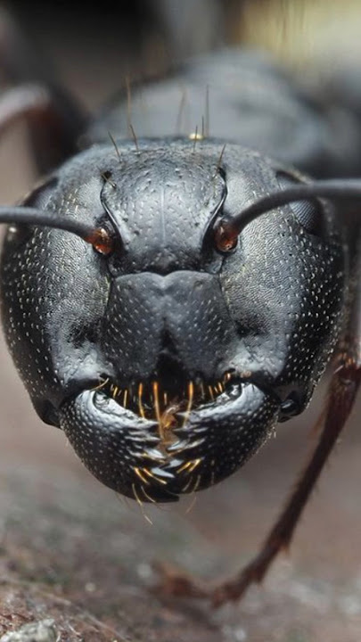FACE of a n ANT seen through  MICROSCOPE. #shorts #short #shortsfeed