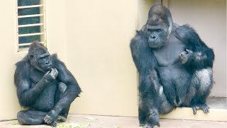 Silverback cuddles up to a sad-looking daughter.｜Shabani Group