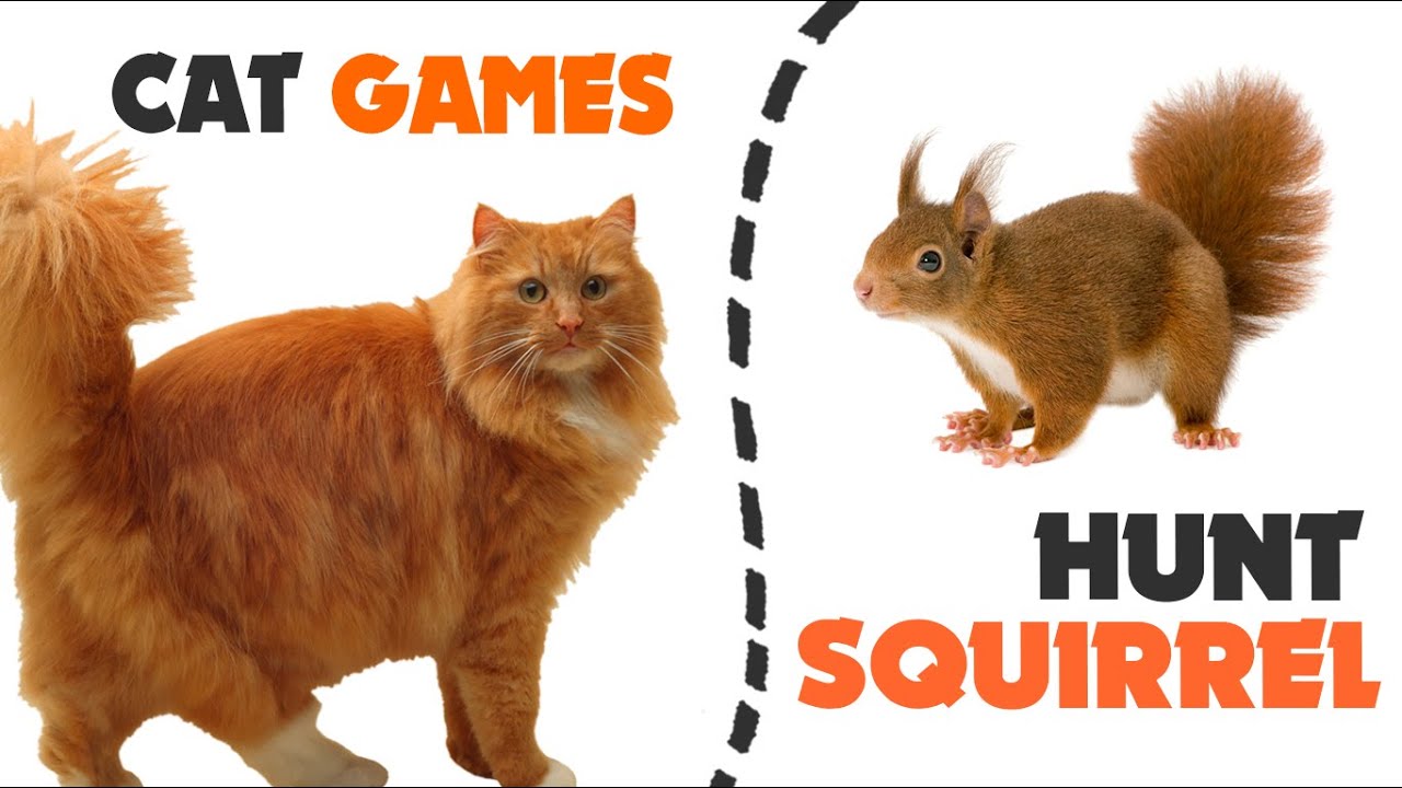 Games for cats Hunt SQUIRREL for cats to watch YouTube