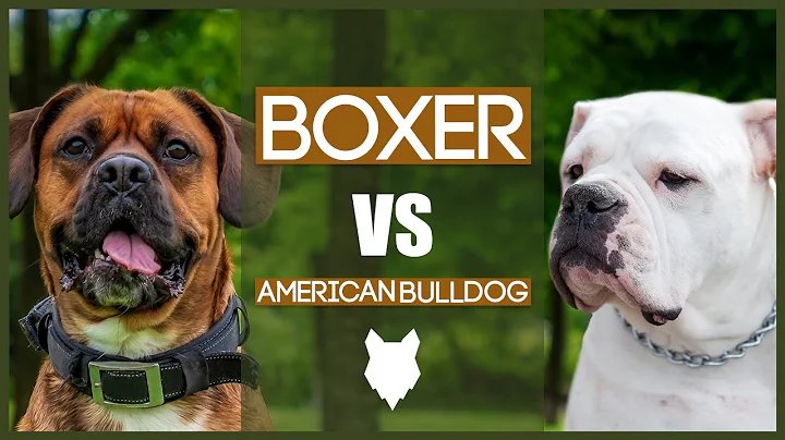 BOXER VS AMERICAN BULLDOG