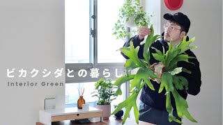 Vlog【観葉植物との暮らし】コウモリラン（ビカクシダ）とエアプランツを手放す | インテリアグリーン | KINTO