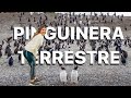 USHUAIA | A exclusiva PINGUINERA TERRESTRE!