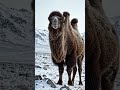 #forest #camel #viral #video