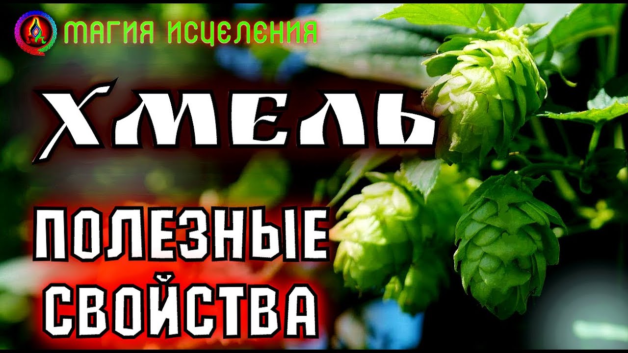 Хмель полезные свойства, шишки хмеля | Чем полезен хмель, народное средство