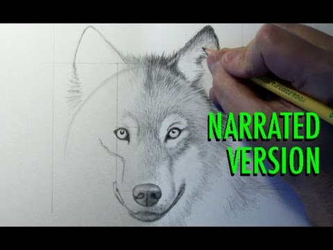 Video: How To Draw A Wolf