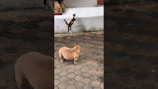 Protective Mama Cat Keeps Dog Away From Kitten