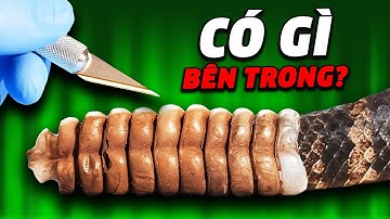CÓ THỨ KINH DỊ GÌ BÊN TRONG RẮN ĐUÔI CHUÔNG?