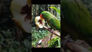 Mitu Mitu Main Karta Resimi