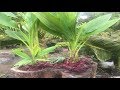 Planta dracena verde, planta amaranto rojo y planta ALTERNANTHERA FICOIDEA arreglo de plantas sombra