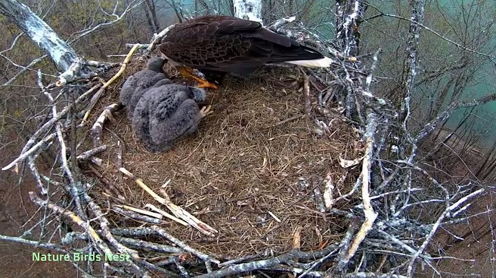 Ep#146 #baldeagle | Review mother bird brings food to feed her chicks | bird nest with nature life