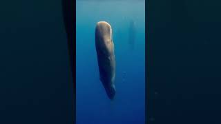 🐋Уникальное зрелище. Стая кашалотов спит в вертикальном положении, экономя энергию.