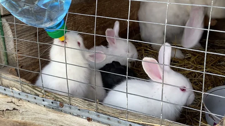 Man coaxes nest of 6 cute baby bunnies out from his garden
