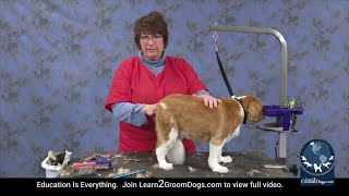 Free Preview: Easy Maintenance Trim on Pet Cavalier Spaniel  Pre Grooming Prep