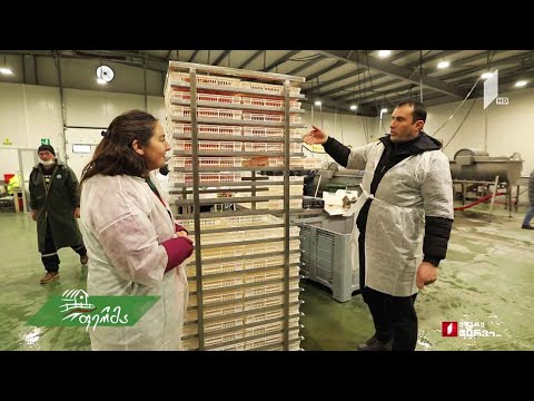 #ფერმა როგორ მუშაობს სამაცივრე და შესანახი მეურნეობა ქარელის რაიონში