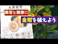 果樹栽培：金柑の苗木を植付けしました