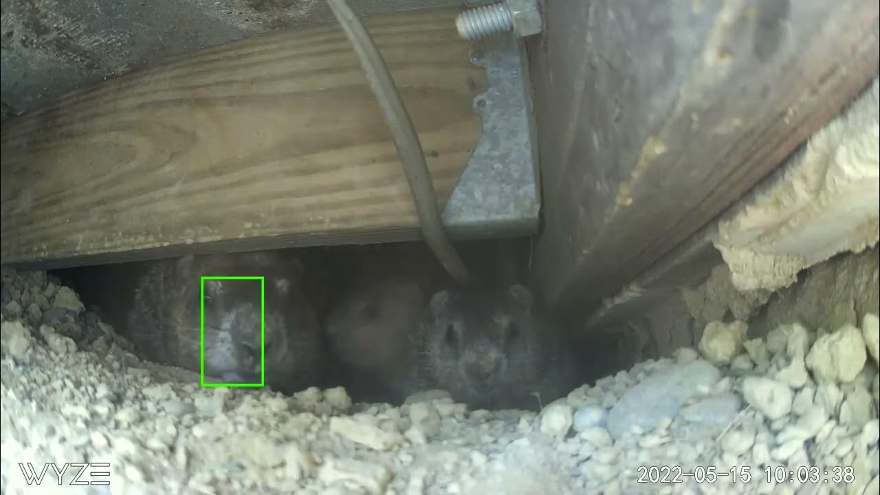 Groundhogs Under Deck - YouTube